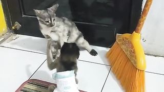 Play jokes with cute cats