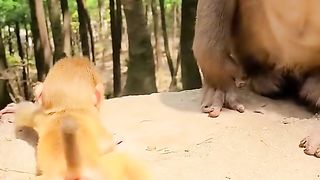 yellow baby monkey crawling