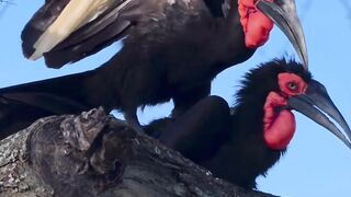 Burung ini lebih suka mencari makan dengan jalan kaki dibandingkan terbang