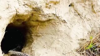 Amazing fighting in the hole