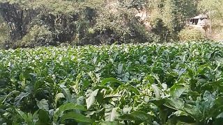 tobacco