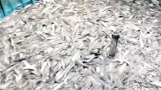 Walaupun harga sedang turun, tetap semangat ???? kita panen lagi