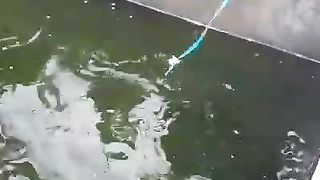 Budidaya lele skala kecil, ngasih pakan alternatif daging keong mas secara santai