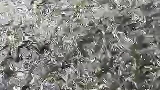 Adakah yang masih menggunakan FULL PELET dipembesaran ikan lele❓Ada untungnya❓