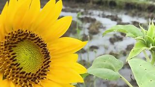 Thee beauty of sunflowers