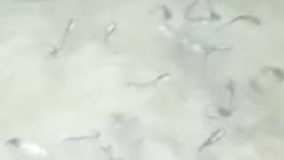 Selepas pakan cacing sutera kita berikan PASTA (pelet dibuat adonan pasta)