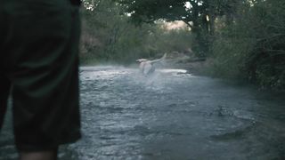 Dog catches a ball in a river