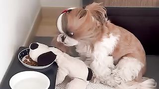 Dog Funny Reaction Must Watch