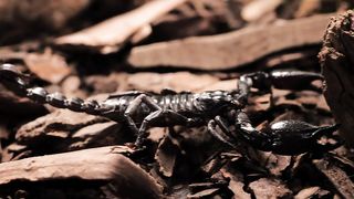 Black scorpion walking closeup
