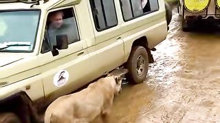 Safari