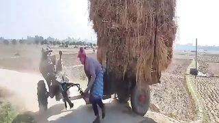 petani sawah