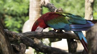 Macaw parrot feeding on a branch