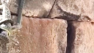 SNAKE VS GECKO