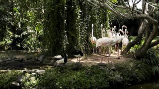 Group of flamingos on the shore of a lake