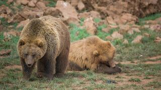 Pair of brown bears in the field