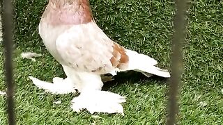 Breader female