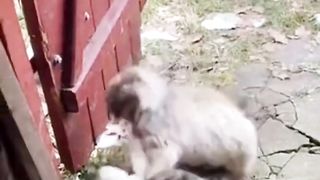 funny cats video