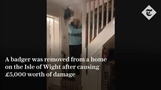 Cheeky badger removed from home after causing £5,000 worth of damage