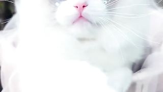 Video kucing lucu