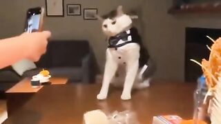 Funny fake with a model cat