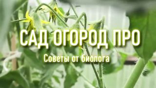 ЛУЧШЕ ЧЕМ НАВОЗ И БЕСПЛАТНО! ПОЧВА СТАНОВИТСЯ ОЧЕНЬ ПЛОДОРОДНОЙ.