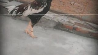 Fighter aseel Murga