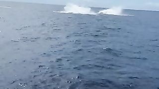 Humpbacks