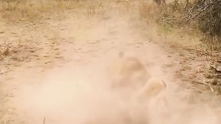 Animal