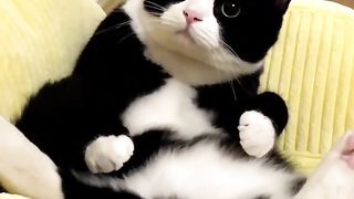 Смешные животные