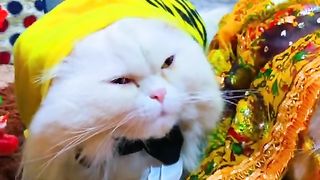 Pet videos
