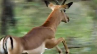 Animal hobbies