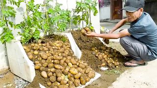 Never Have To Buy Potatoes Again, Here's How I Grow Potatoes Without Doing Anything