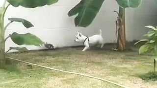Karma. Funny animals