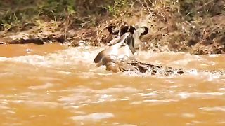 Crocodile attacks wildebeest