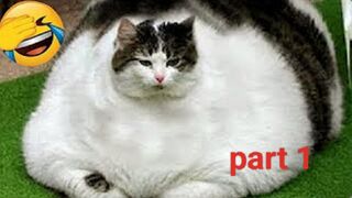 collection of funny cat and dog videos part 1