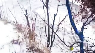 Snowfall