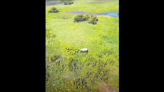 A crocodile is chasing a sheep