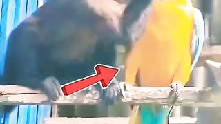 Funny Monkey Parrot Relation