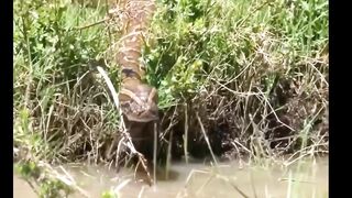 Met a Python while fishing