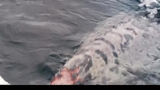 Baby whale sacrifices itself