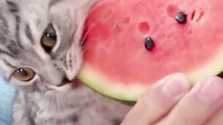 The cat who loves watermelons