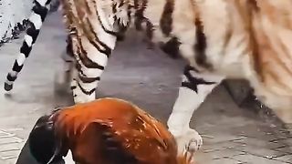 Ayam lagi drama