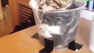 The cat found a great place to relax