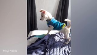 Funny Dogs and Cats