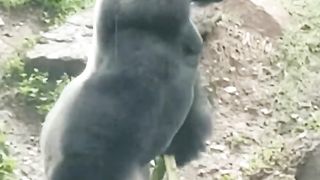Gorilaz dancing