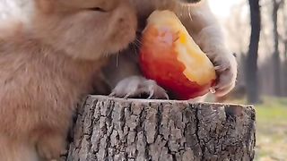 Dogs and rabbits eat apples together