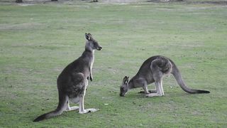 "Unlock Australia: Marvel at Its Majestic Landscapes and Encounter its Unique Wildlife!"