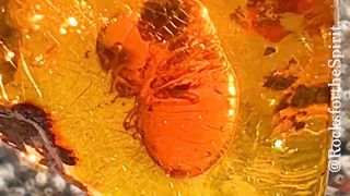 A termite preserved in amber for 22 Million years, with its last meal
