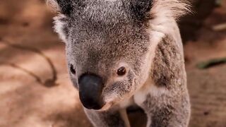 "Australia Unveiled: Jaw-Dropping Landscapes and Extraordinary Wildlife Encounters!"