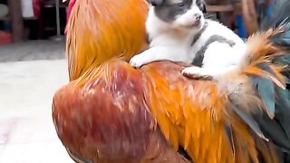 The little dog rides on the big rooster